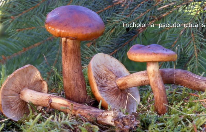 Tricholoma pseudonictitans-amf1885.jpg - Tricholoma pseudonictitans ; Syn: Tricholoma fulvum var.pseudonictitans ; Nom français: Tricholome luisant